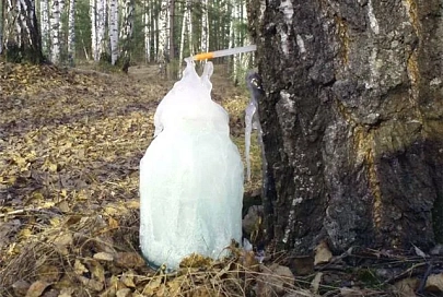 Белкоопсоюз выпустит замороженный березовый сок